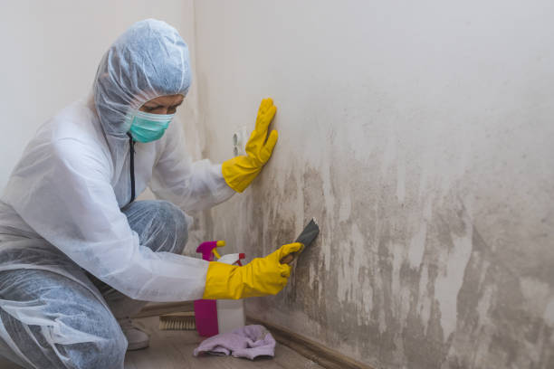 Best Commercial Mold Removal  in East Niles, CA