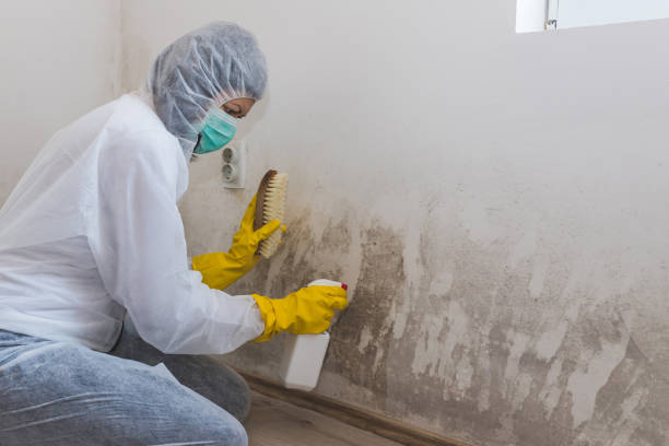 Best Residential Mold Removal  in East Niles, CA