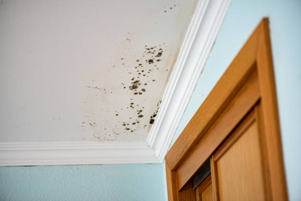 Best Crawl Space Mold Removal  in East Niles, CA