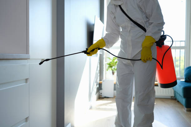 Best Certified Mold Removal  in East Niles, CA