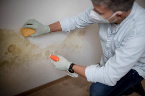 Best Professional Mold Removal  in East Niles, CA