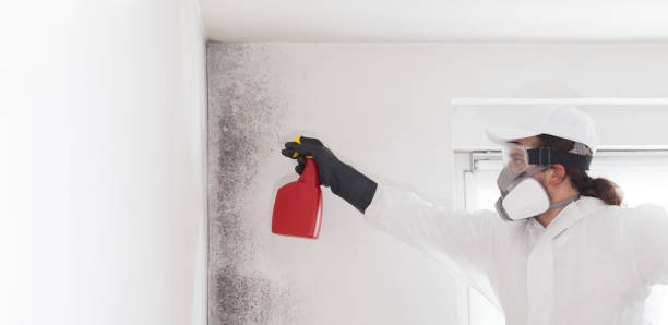 Best Mold Testing  in East Niles, CA