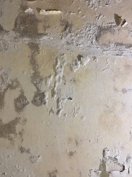 Best Best Mold Removal Companies  in East Niles, CA