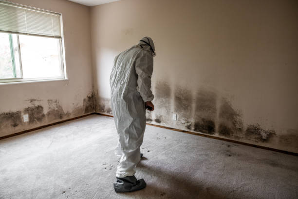 Best Mold Damage Repair  in East Niles, CA