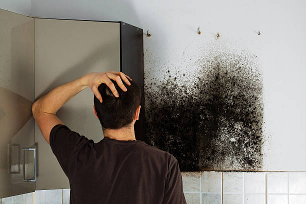 Best Local Mold Removal Service  in East Niles, CA
