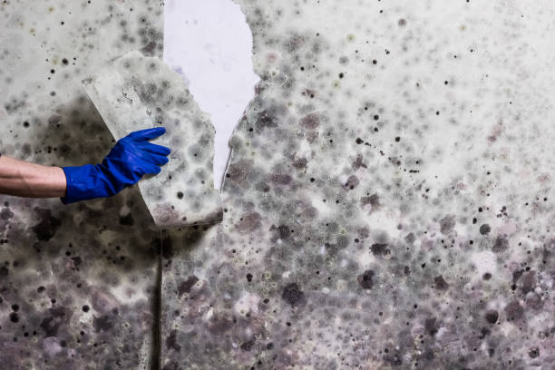 Best Black Mold Removal  in East Niles, CA