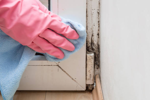 Best Fast Mold Removal  in East Niles, CA