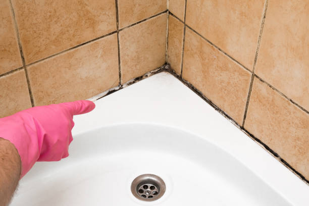 Best Mold Remediation  in East Niles, CA