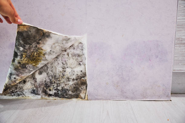  East Niles, CA Mold Removal Pros